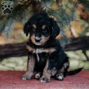 Nelson, Mini Bernedoodle Puppy
