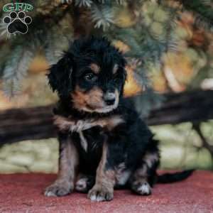 Nelson, Mini Bernedoodle Puppy