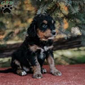 Nelson, Mini Bernedoodle Puppy