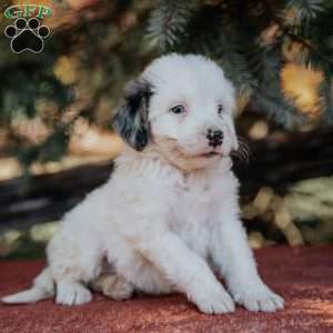 Neon, Mini Bernedoodle Puppy