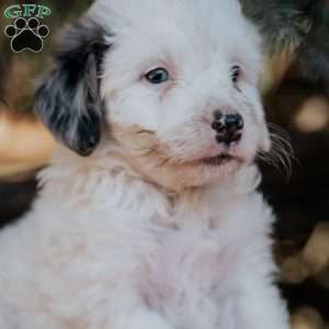 Neon, Mini Bernedoodle Puppy