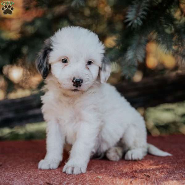 Neon, Mini Bernedoodle Puppy