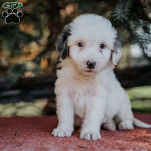 Neon, Mini Bernedoodle Puppy