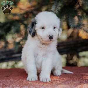 Neon, Mini Bernedoodle Puppy