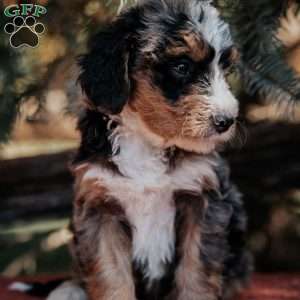 Nichole, Mini Bernedoodle Puppy
