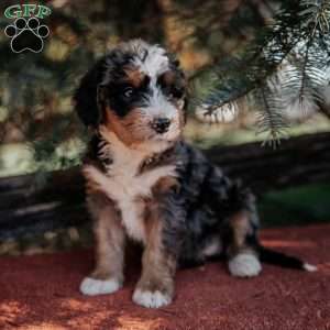 Nichole, Mini Bernedoodle Puppy