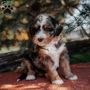 Nichole, Mini Bernedoodle Puppy