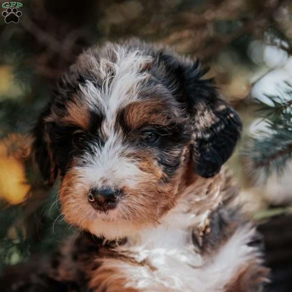 Nichole, Mini Bernedoodle Puppy