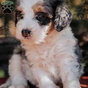 Nicky, Mini Bernedoodle Puppy