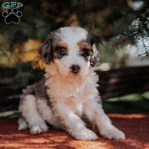 Nicky, Mini Bernedoodle Puppy