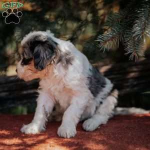Nicky, Mini Bernedoodle Puppy