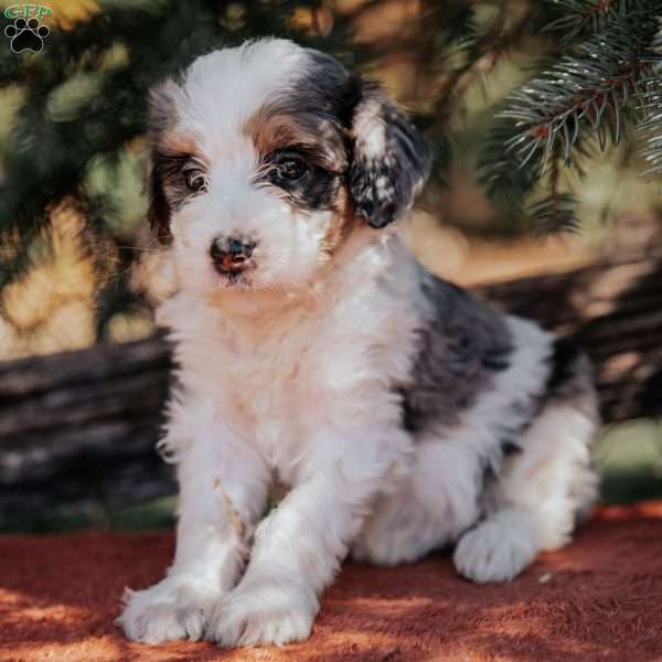 Nicky, Mini Bernedoodle Puppy