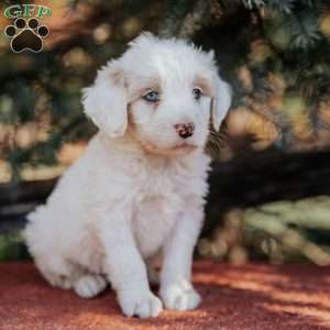 Nina, Mini Bernedoodle Puppy