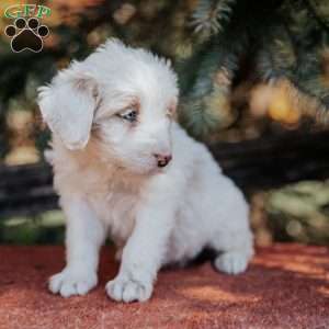 Nina, Mini Bernedoodle Puppy