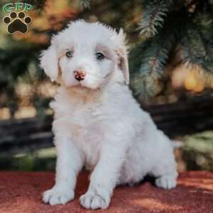 Nina, Mini Bernedoodle Puppy