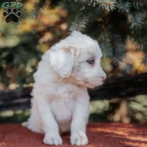 Nina, Mini Bernedoodle Puppy