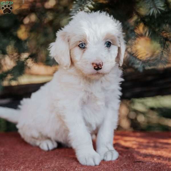 Nina, Mini Bernedoodle Puppy