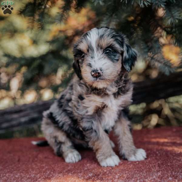 Noelle, Mini Bernedoodle Puppy
