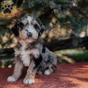 Noelle, Mini Bernedoodle Puppy