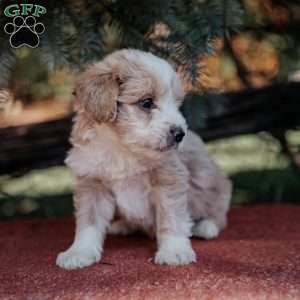 Nola, Mini Bernedoodle Puppy