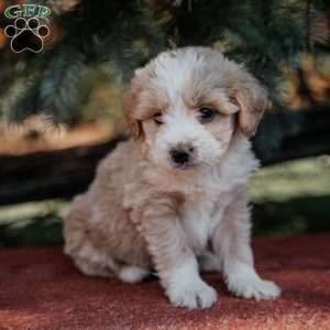 Nola, Mini Bernedoodle Puppy