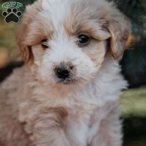 Nola, Mini Bernedoodle Puppy
