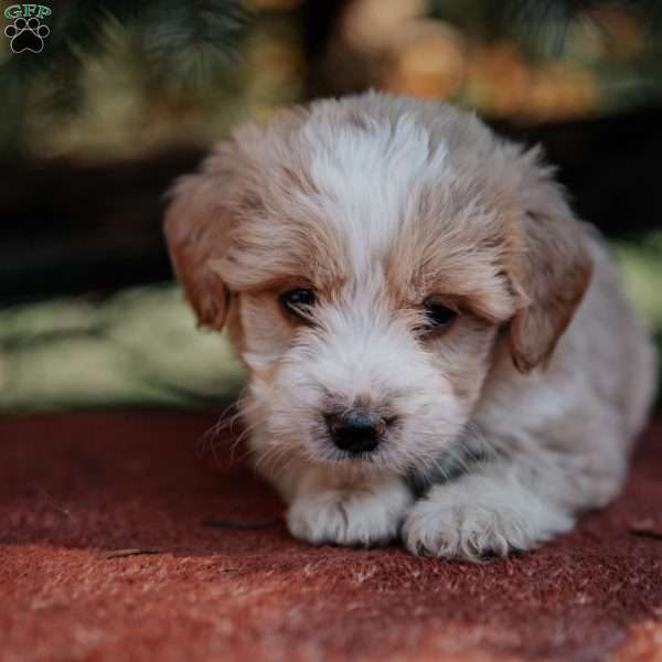 Nola, Mini Bernedoodle Puppy