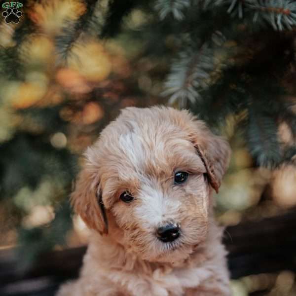 Nora, Mini Bernedoodle Puppy