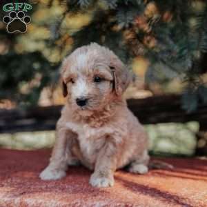 Nora, Mini Bernedoodle Puppy