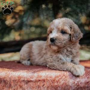 Nora, Mini Bernedoodle Puppy