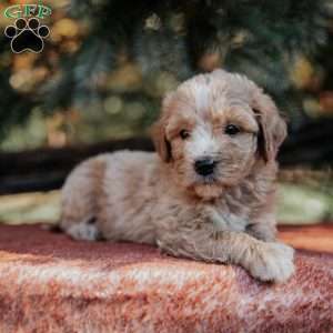 Nora, Mini Bernedoodle Puppy