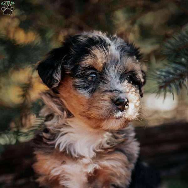 Nola, Mini Bernedoodle Puppy