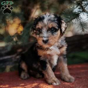 Nola, Mini Bernedoodle Puppy
