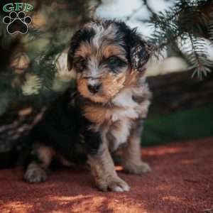Nola, Mini Bernedoodle Puppy