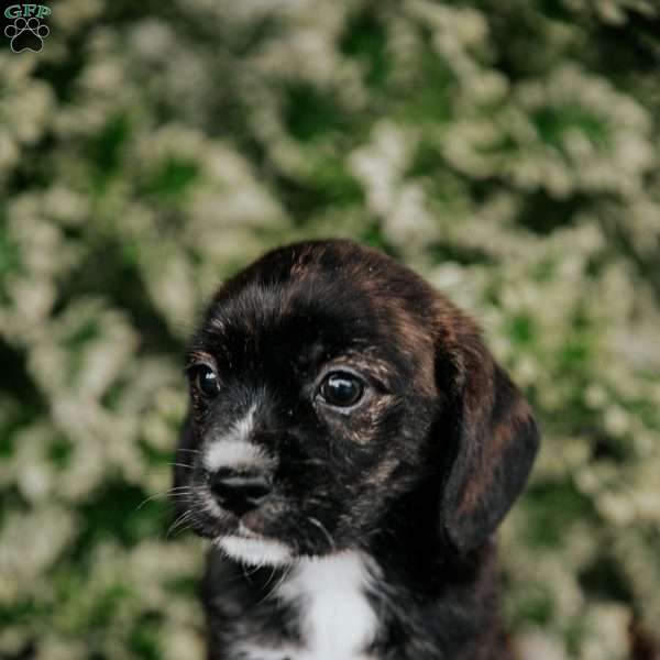 Oakley, Westie Mix Puppy