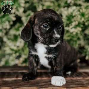Oakley, Westie Mix Puppy