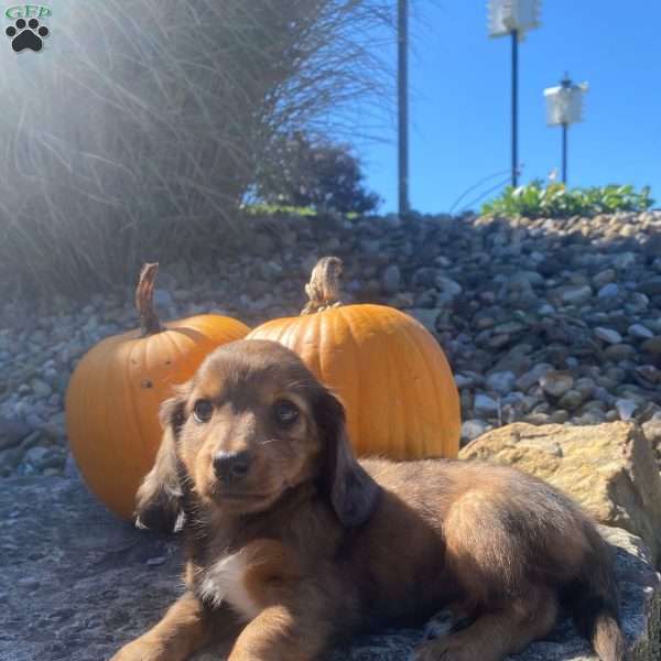 Wanda, Dachshund Puppy