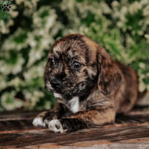 Oreo, Westie Mix Puppy