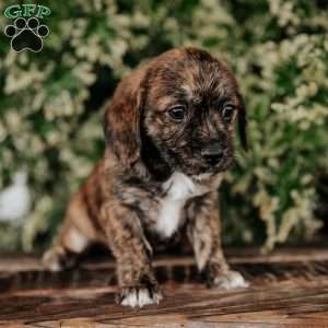 Oreo, Westie Mix Puppy