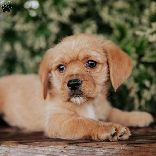 Ozzy, Westie Mix Puppy