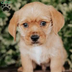 Ozzy, Westie Mix Puppy