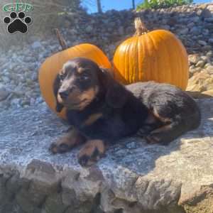 Cosmo, Dachshund Puppy