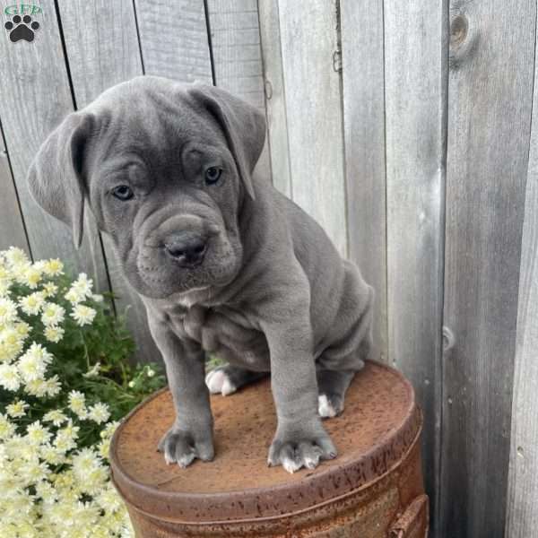 Raina, Cane Corso Puppy