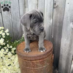 Raina, Cane Corso Puppy