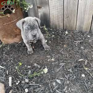 Regina, Cane Corso Puppy