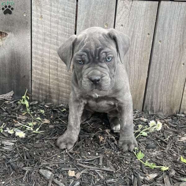 Regina, Cane Corso Puppy