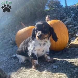 Poof, Dachshund Puppy