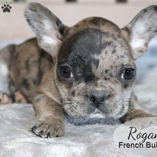 Rogan, French Bulldog Mix Puppy