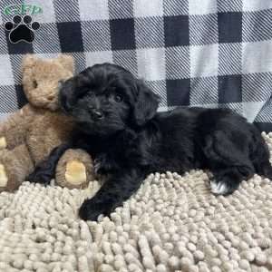 Ruby, Coton de Tulear Mix Puppy