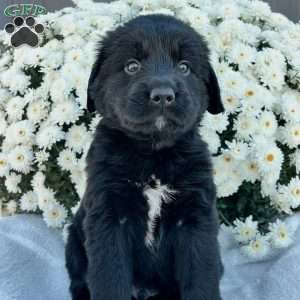 Benson, Bernese Golden Mountain Dog Puppy